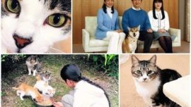 Os animais resgatados da Família Imperial Japonesa