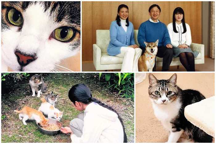 Os animais resgatados da Família Imperial Japonesa