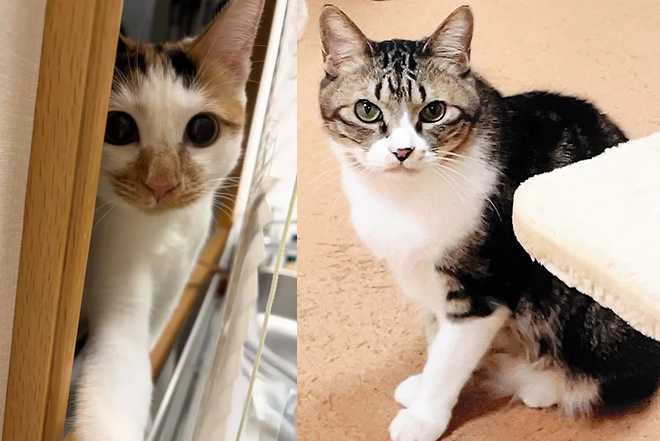 Os animais resgatados da família real japonesa 