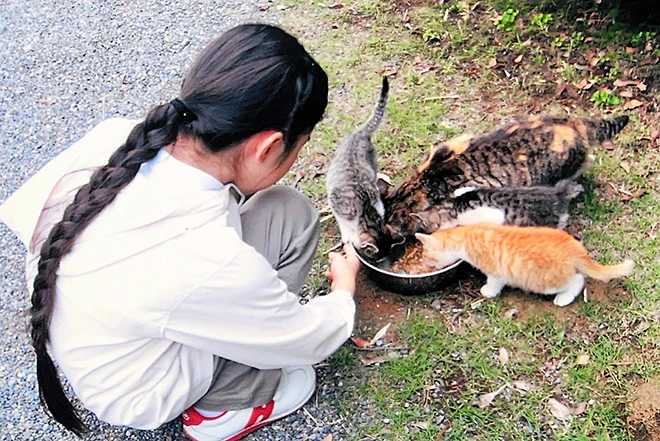 Foto de Aiko alimentando os gatos, tirada pelo imperador e pela imperatriz. Ela estava na terceira série da Escola Primária Gakushuin na época.