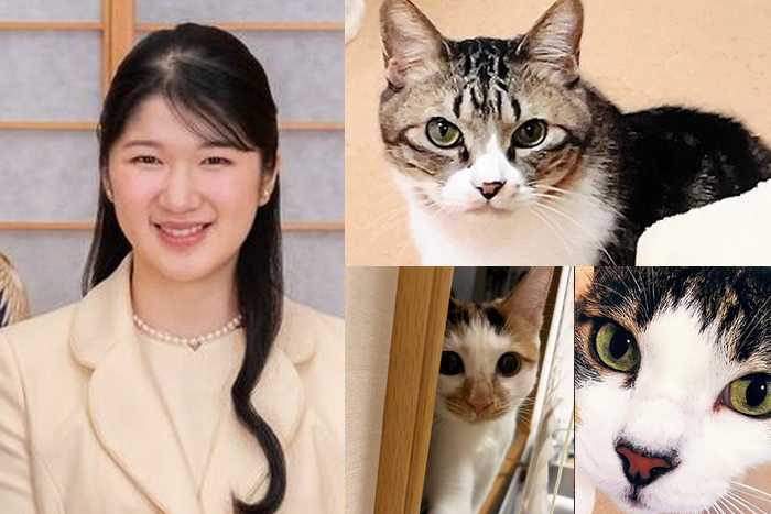 Os gatos resgatados da família real japonesa