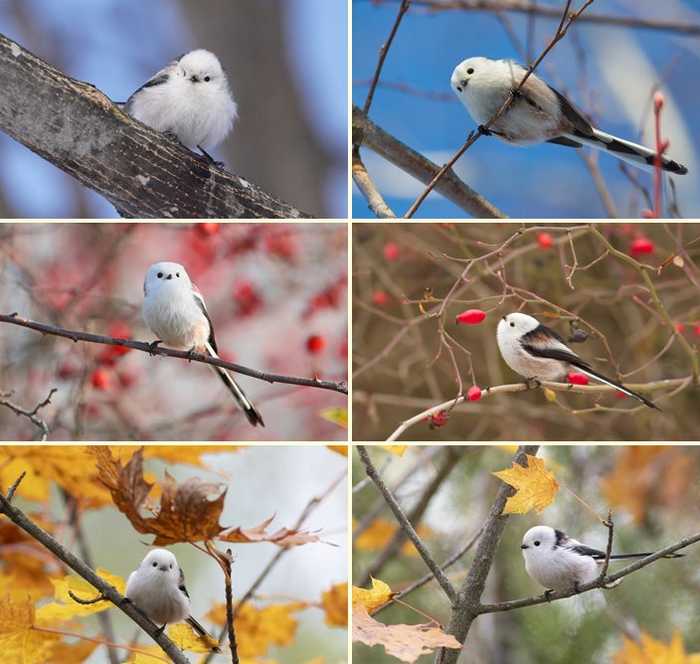 Pássaros Shima Enaga