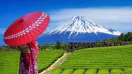 Plantações de chá verde em Shizuoka