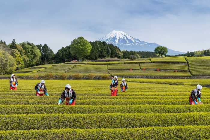Plantações de chá verde em Shizuoka