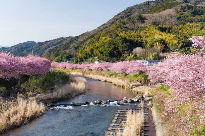 Sakura em Kawazu, Shizuoka