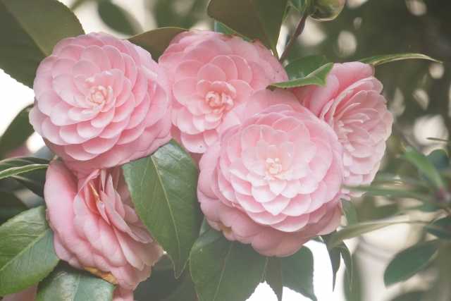 Tsubaki, a camélia japonesa 