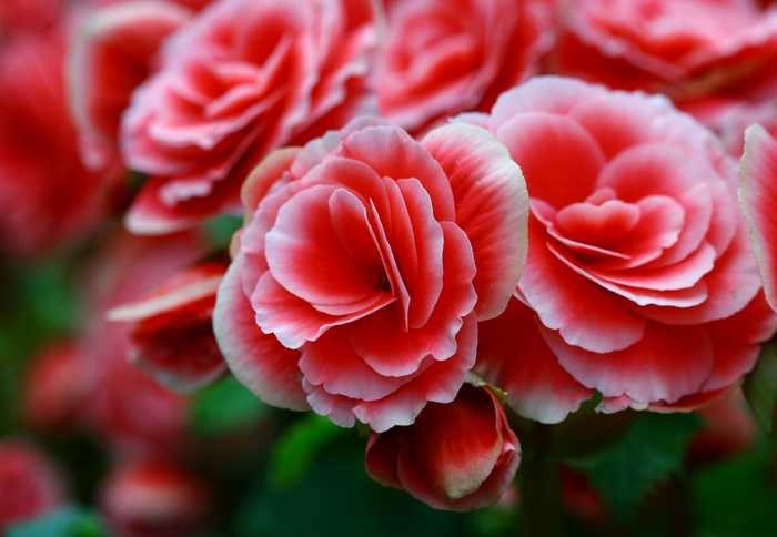 Tsubaki, camélia japonesa 