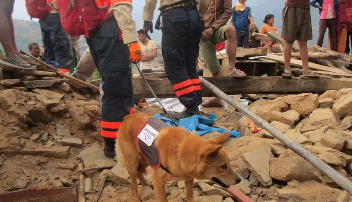 Yumenosuke, o cão que foi salvo quando estava prestes a ser eutanasiado e se tornou herói nacional no Japão