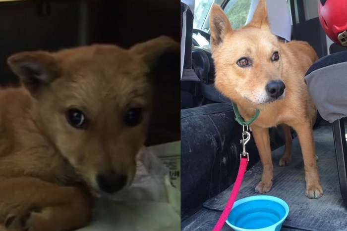 Yumenosuke, o cão que foi salvo quando estava prestes a ser eutanasiado e se tornou herói nacional no Japão