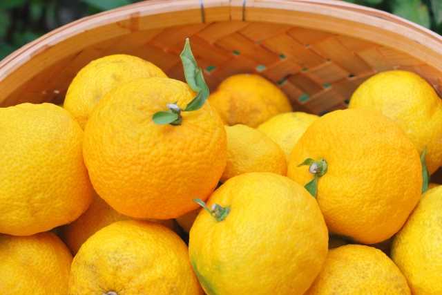 Yuzu, a fruta cítrica que perfuma a cultura japonesa (photo-ac)