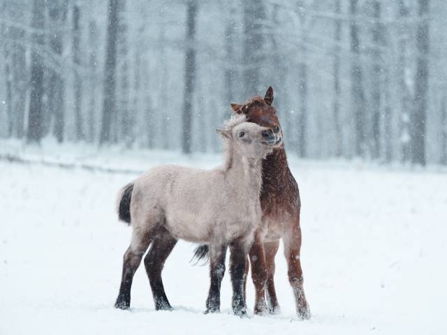 cavalos Dosanko, raça nativa de Hokkaido