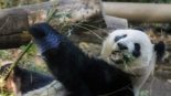 A Diplomacia dos Pandas - Um símbolo de amizade entre China e Japão (pakutaso)