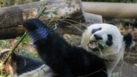 A Diplomacia dos Pandas - Um símbolo de amizade entre China e Japão (pakutaso)