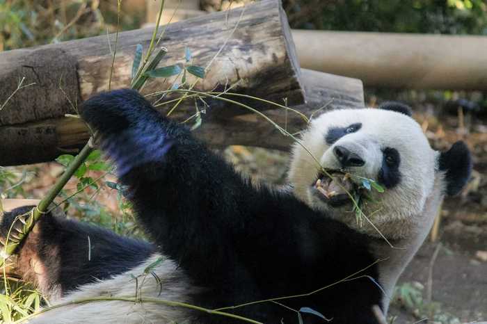 A Diplomacia dos Pandas - Um símbolo de amizade entre China e Japão (pakutaso)