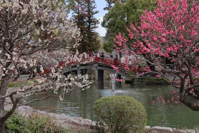 Ameixeiras em floração no Santuário Dazaifu Tenmangu 