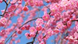Baika - A beleza das flores de ameixeira no Japão