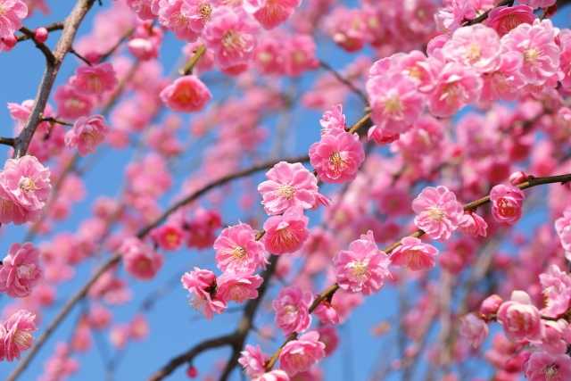 Baika - A beleza das flores de ameixeira no Japão