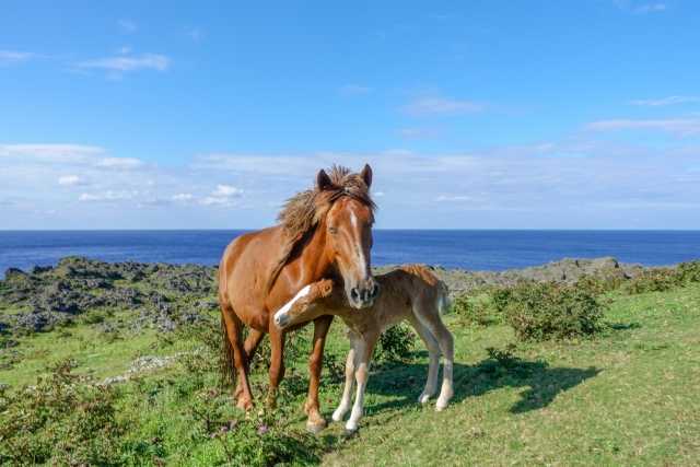Raça tradicional do Japão, cavalos de Yonaguni lutam contra o declínio populacional