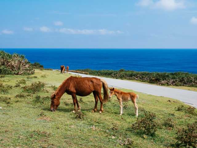 Cavalos de Yonaguni: a raça rara que ainda vive solta no Japão
