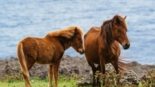 Cavalos de Yonaguni, uma das raças equinas nativas do Japão