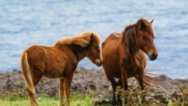 Cavalos de Yonaguni, uma das raças equinas nativas do Japão