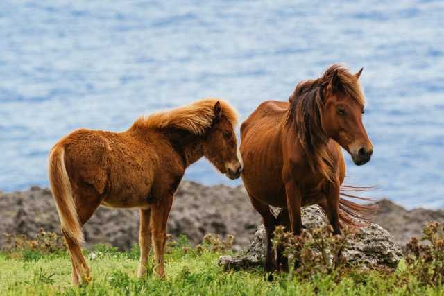 Cavalos de Yonaguni, uma das raças equinas nativas do Japão