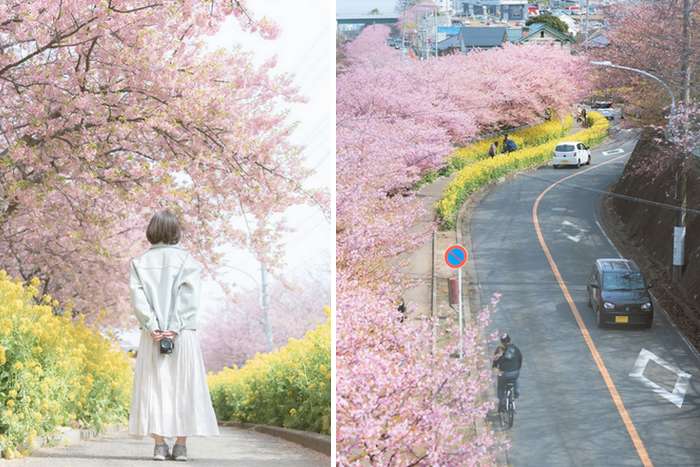 Cerejeiras Kawazu - conheça a cerejeira descoberto acidentalmente