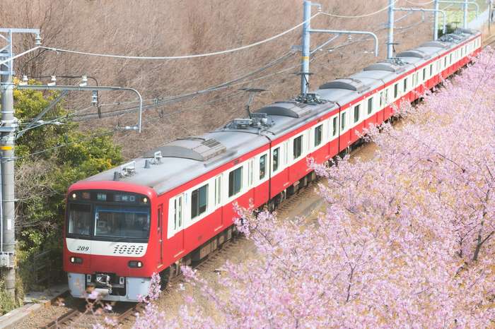 Cerejeiras Kawazu - conheça a cerejeira descoberto acidentalmente