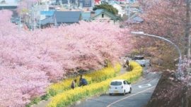 Cerejeiras Kawazu - conheça a cerejeira descoberto acidentalmente