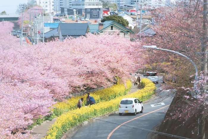Cerejeiras Kawazu - conheça a cerejeira descoberto acidentalmente