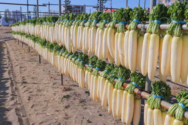 Cultivo de nabo (daikon) no Japão