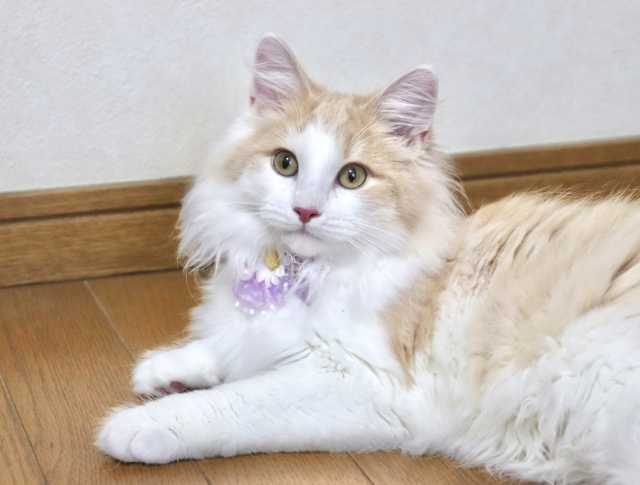 Dia do gato no Japão 