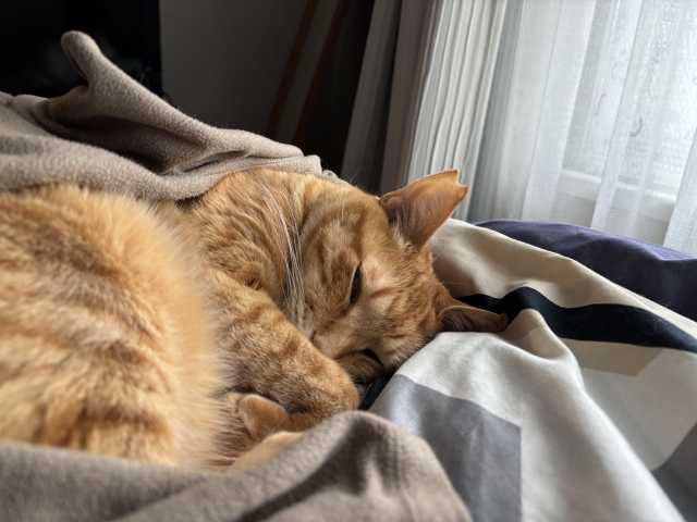 Dia do gato no Japão 