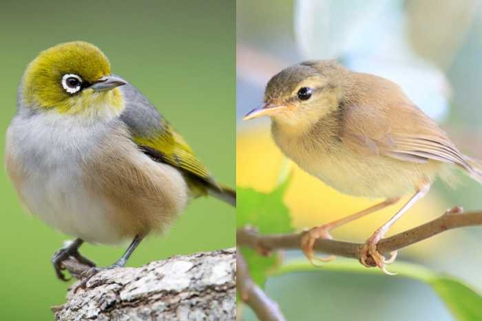 Diferenças entre Mejiro e Uguisu