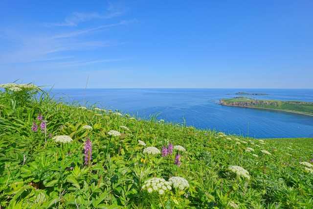Flores alpinas da Ilha Rebun, Hokkaido 