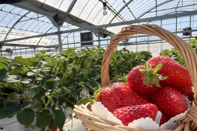 Ichigogari, a tradição japonesa de colher e comer morangos direto do pé