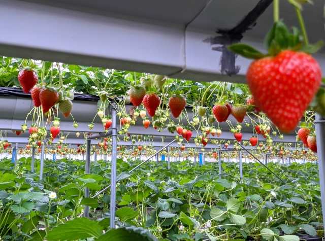 Ichigogari, a tradição japonesa de colher morangos direto