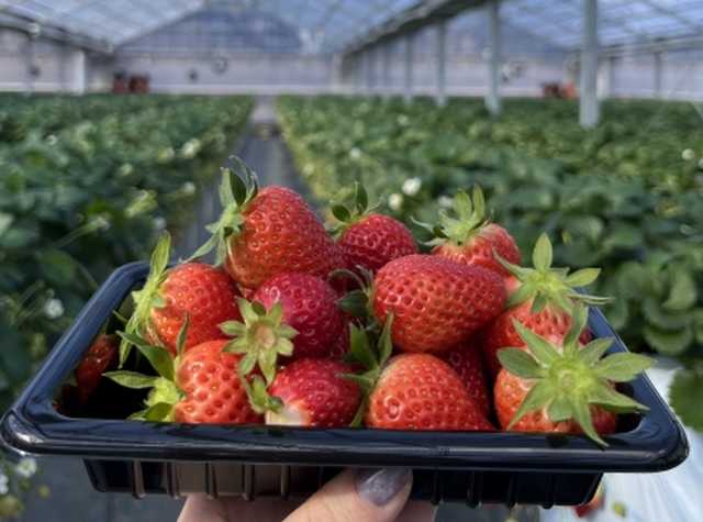 Ichigogari, a tradição japonesa de colher morangos direto do pé