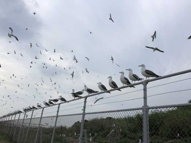 Ilha de Kabushima - o santuário das gaivotas no norte do Japão