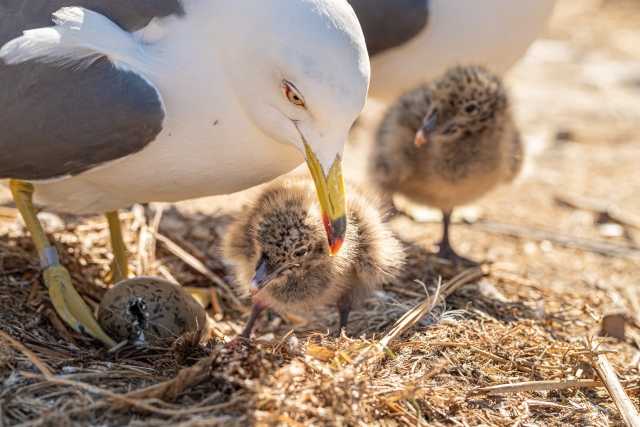 Ilha de Kabushima - o santuário das gaivotas no norte do Japão