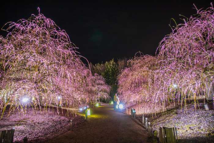Suzuka Forest Garden - o paraíso das ameixeiras choronas em Mie 