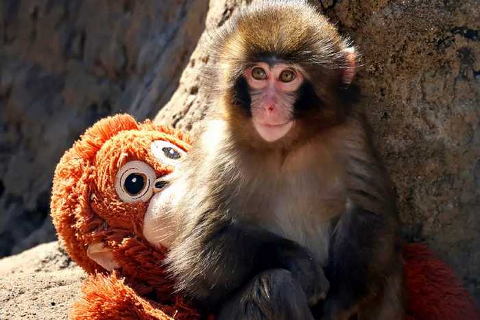 Macaquinho Punch, Ichikawa City Zoo