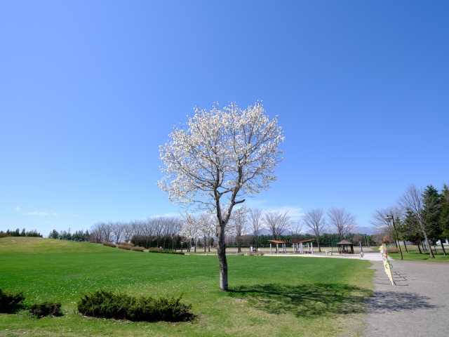 Magnolia Kobus (Kobushi) 