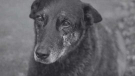 Maus-tratos a animais - legislação, realidade no Japão e o impacto social do caso do cão Orelha