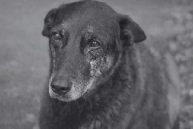 Maus-tratos a animais - legislação, realidade no Japão e o impacto social do caso do cão Orelha