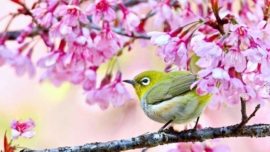 Mejiro, o pequeno pássaro japonês