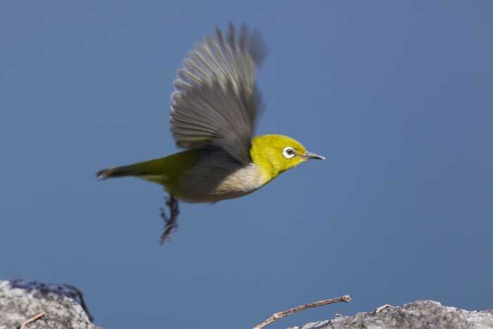 Mejiro, o pequeno pássaro japonês