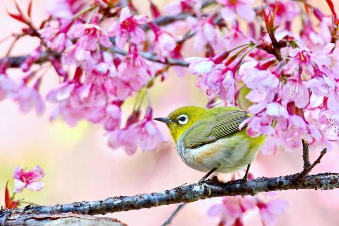 Mejiro, o pequeno pássaro japonês