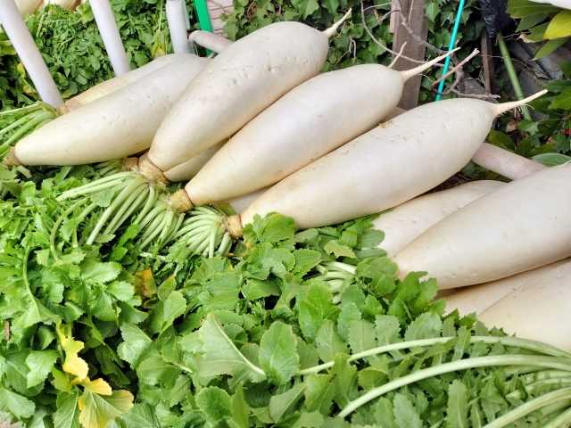 Miuradaikon