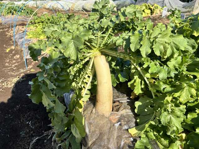 Nerima daikon